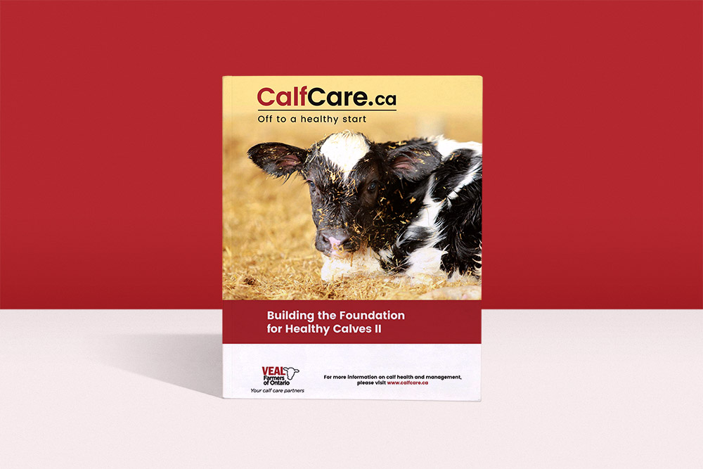 VFO provides updated calf management resource to all Ontario veal and