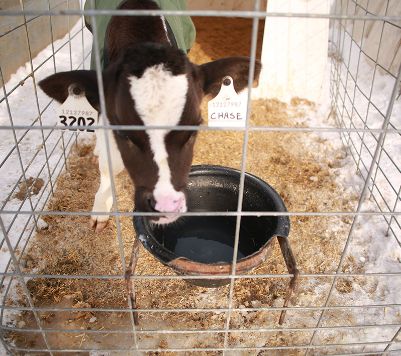 Housing and hutches, changes for 2021 Veal Farmers of Ontario