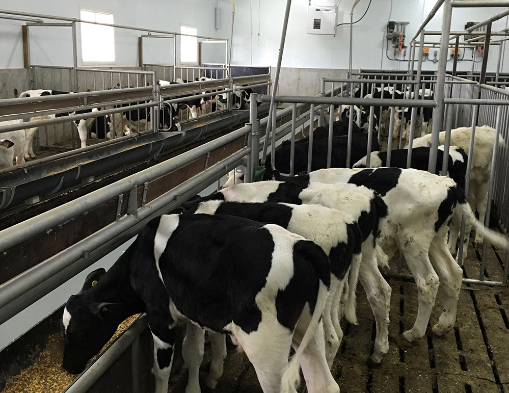 Indoor calf housing requirements Veal Farmers of Ontario