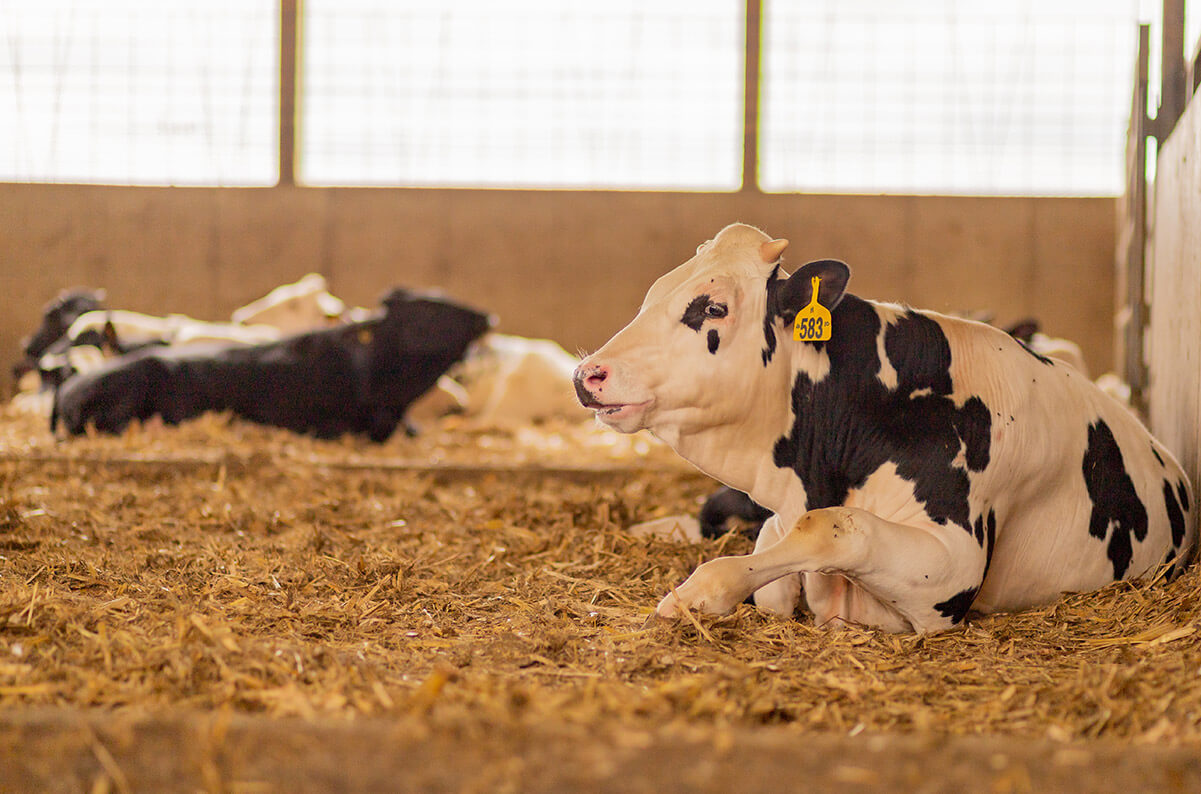 FAQ Veal Farmers of Ontario