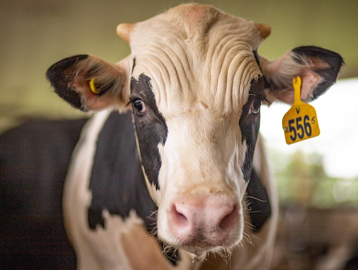 All about veal Veal Farmers of Ontario