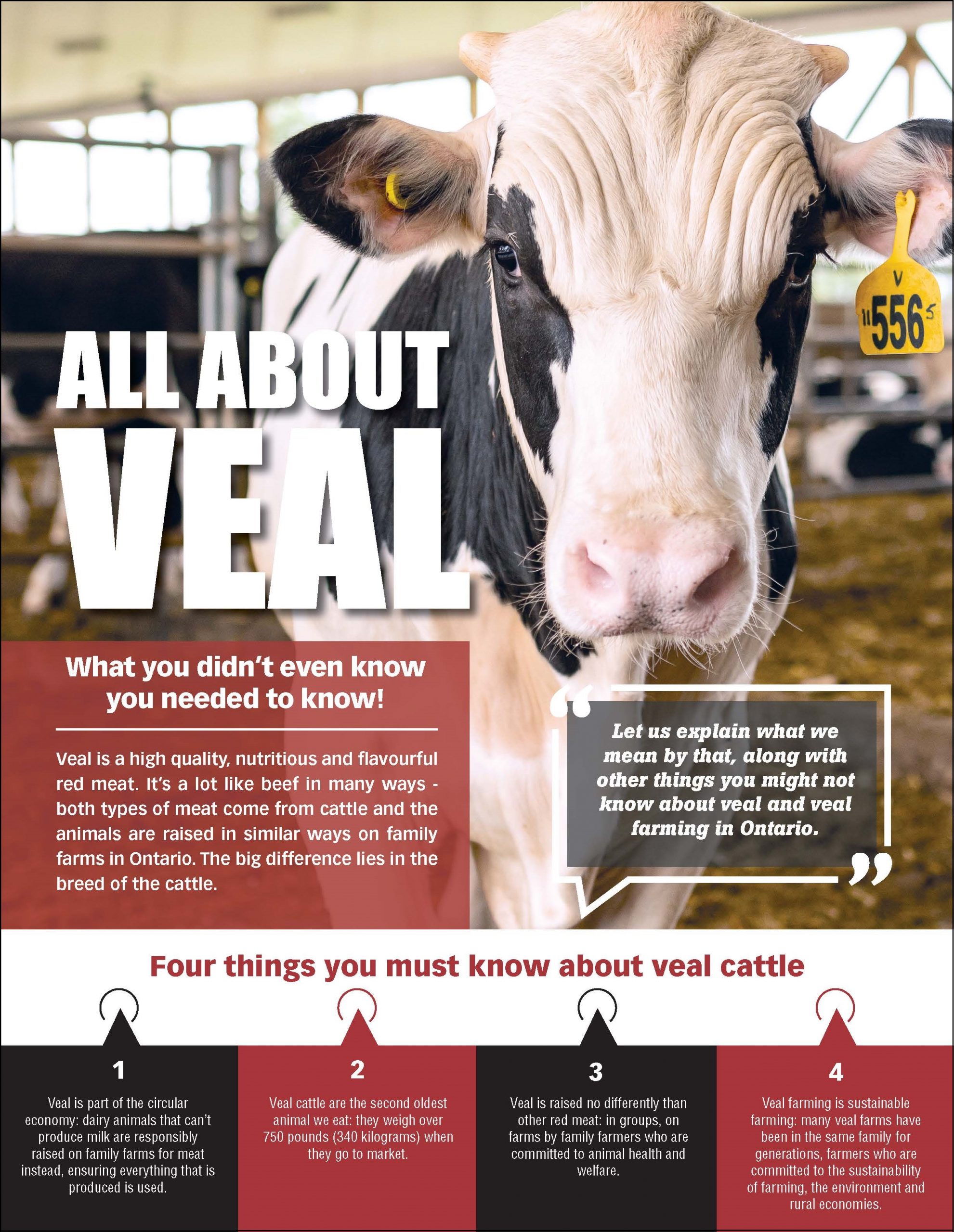 All about veal - Veal Farmers of Ontario