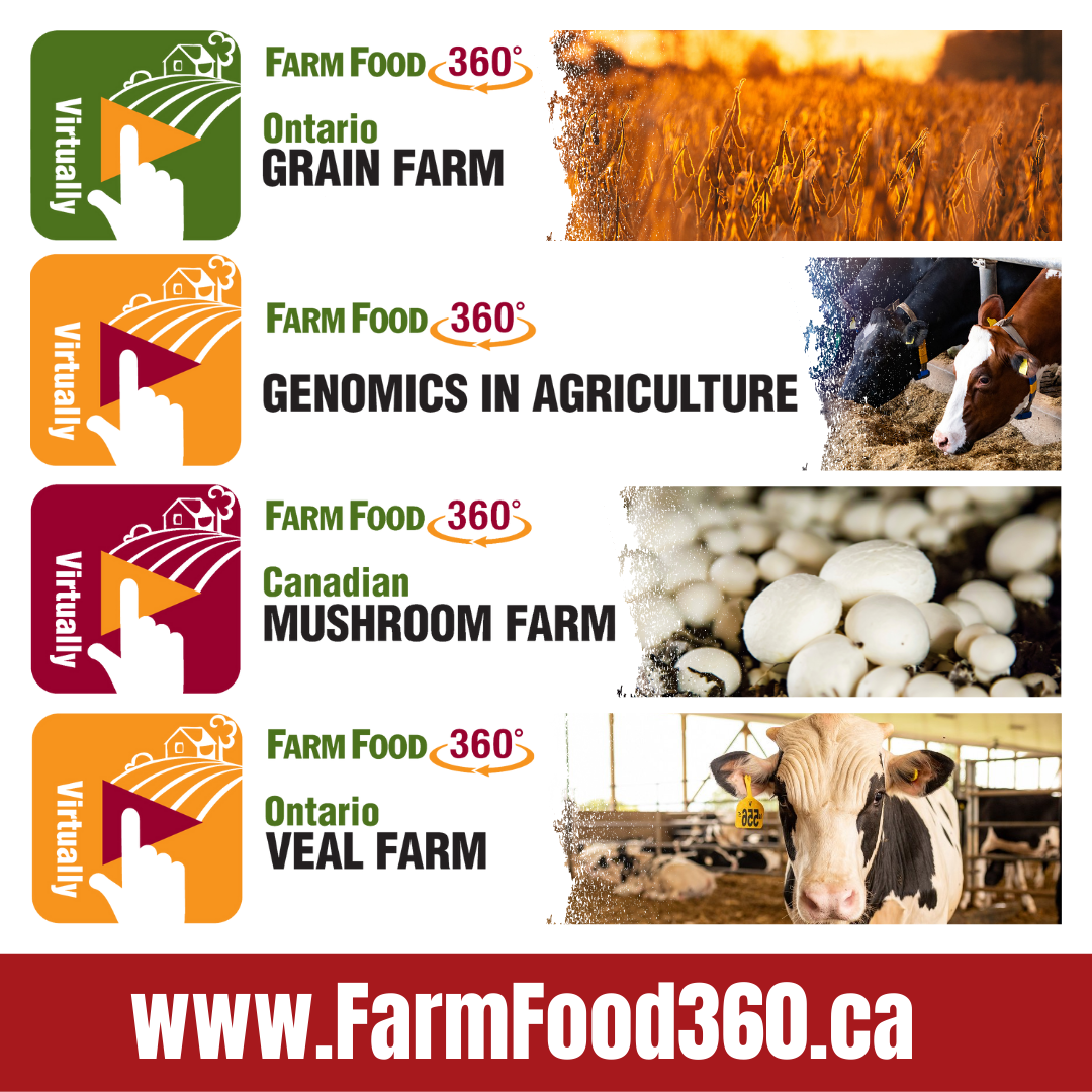 Four new Virtual Reality tours open doors to mushroom, veal, grain