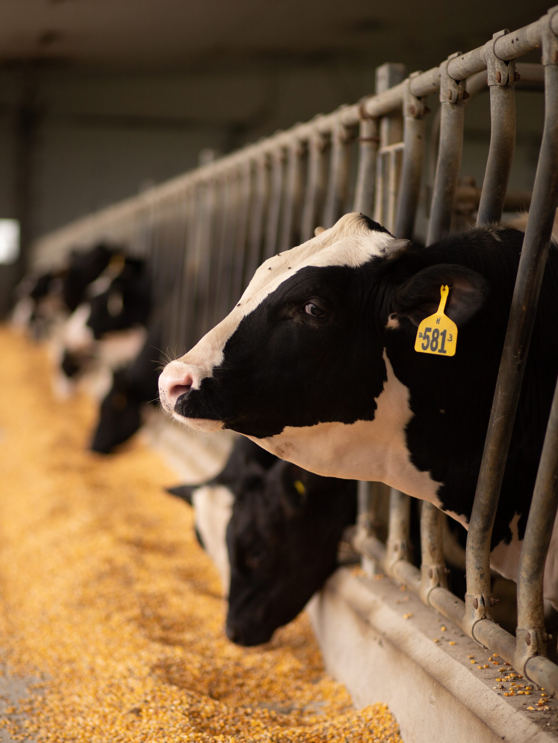 Life on the farm Veal Farmers of Ontario